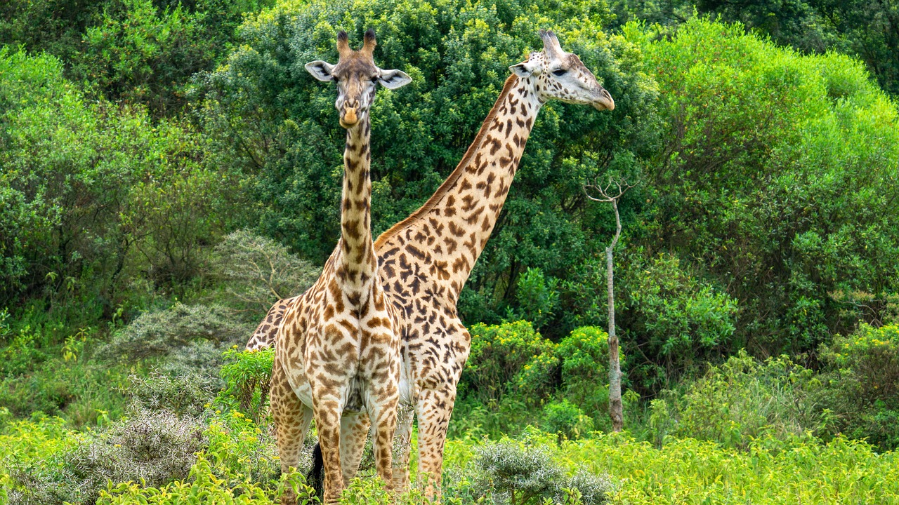 Best Tanzania Safari After is also a lesson from wild animals