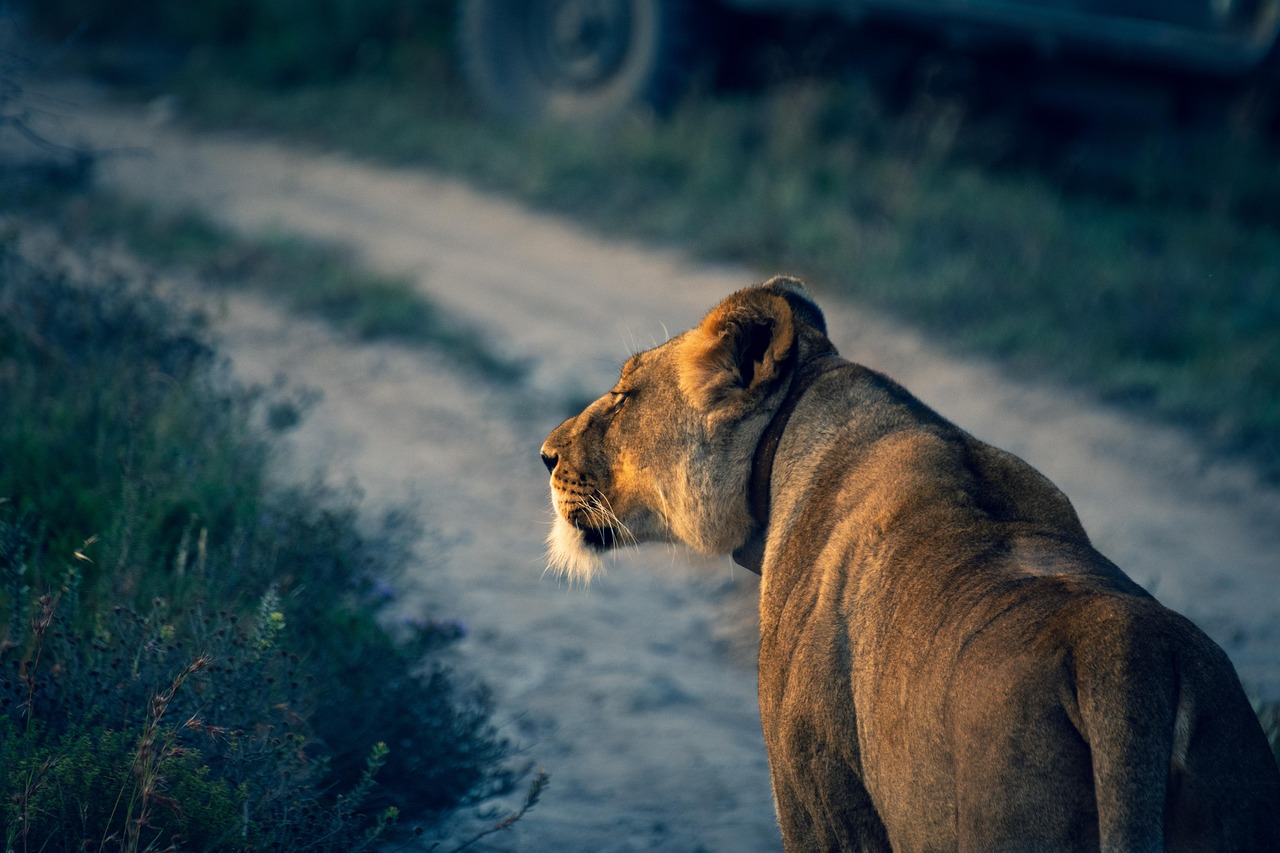 olduvaitourstanafrica