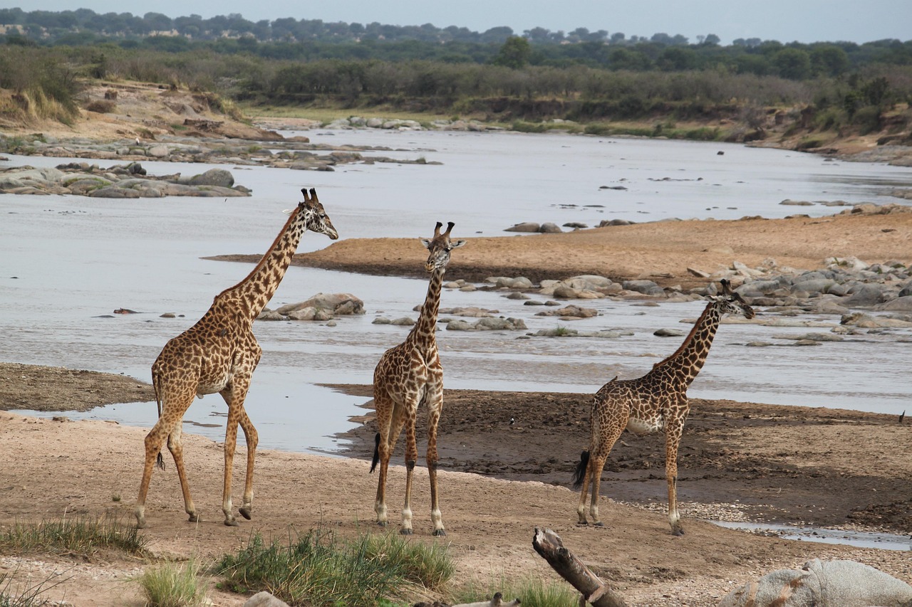 Lake Manyara Wildlife Safari with Birdwatching