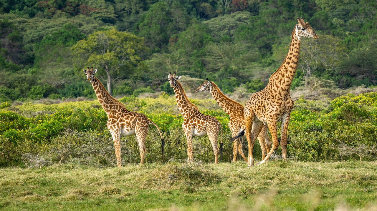 1 Day Arusha National Park Safari – Perfect Short Wildlife Adventure from Arusha or Moshi
