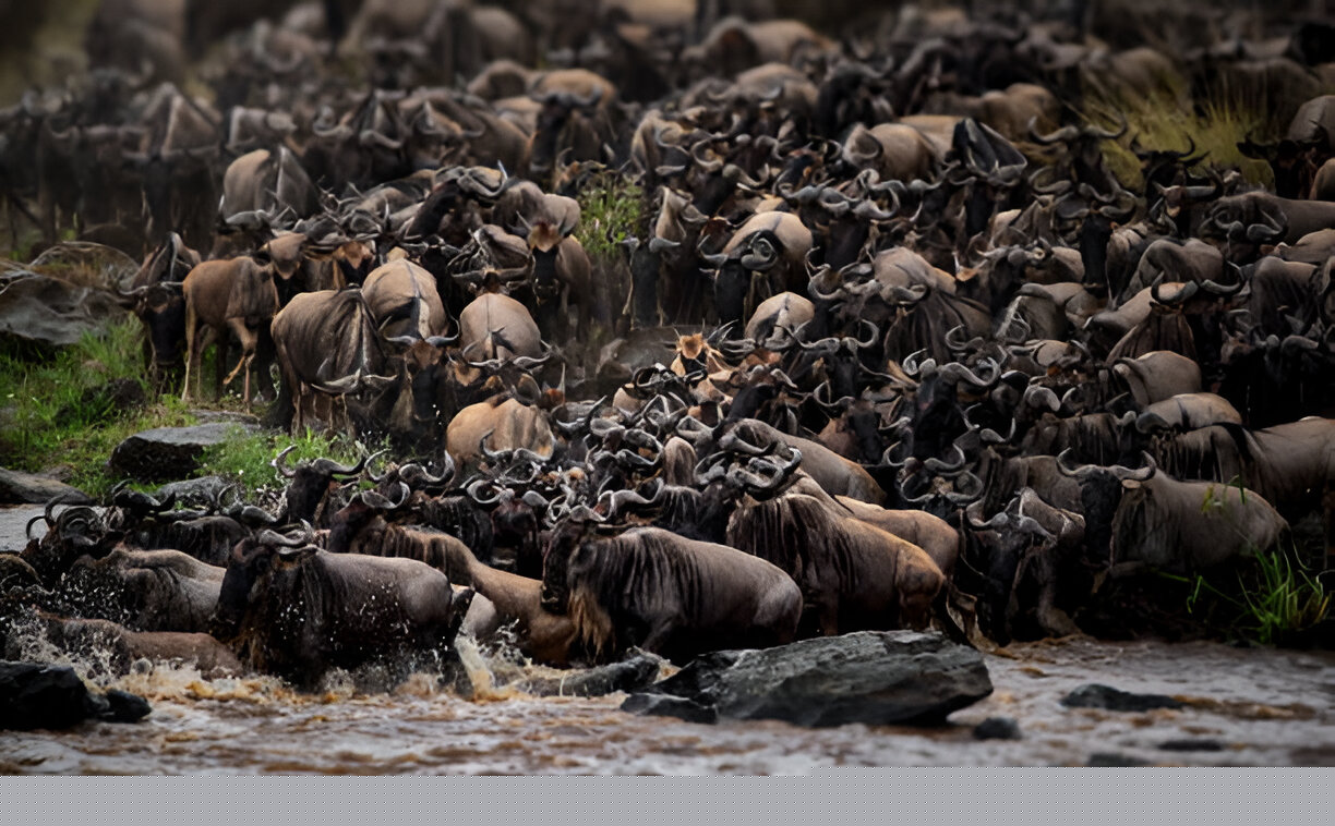 How to Plan a Safari in Tanzania