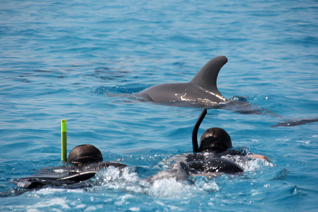 Zanzibar 1 Day Trip – Dolphin Watching Tour, Snorkeling or Diving