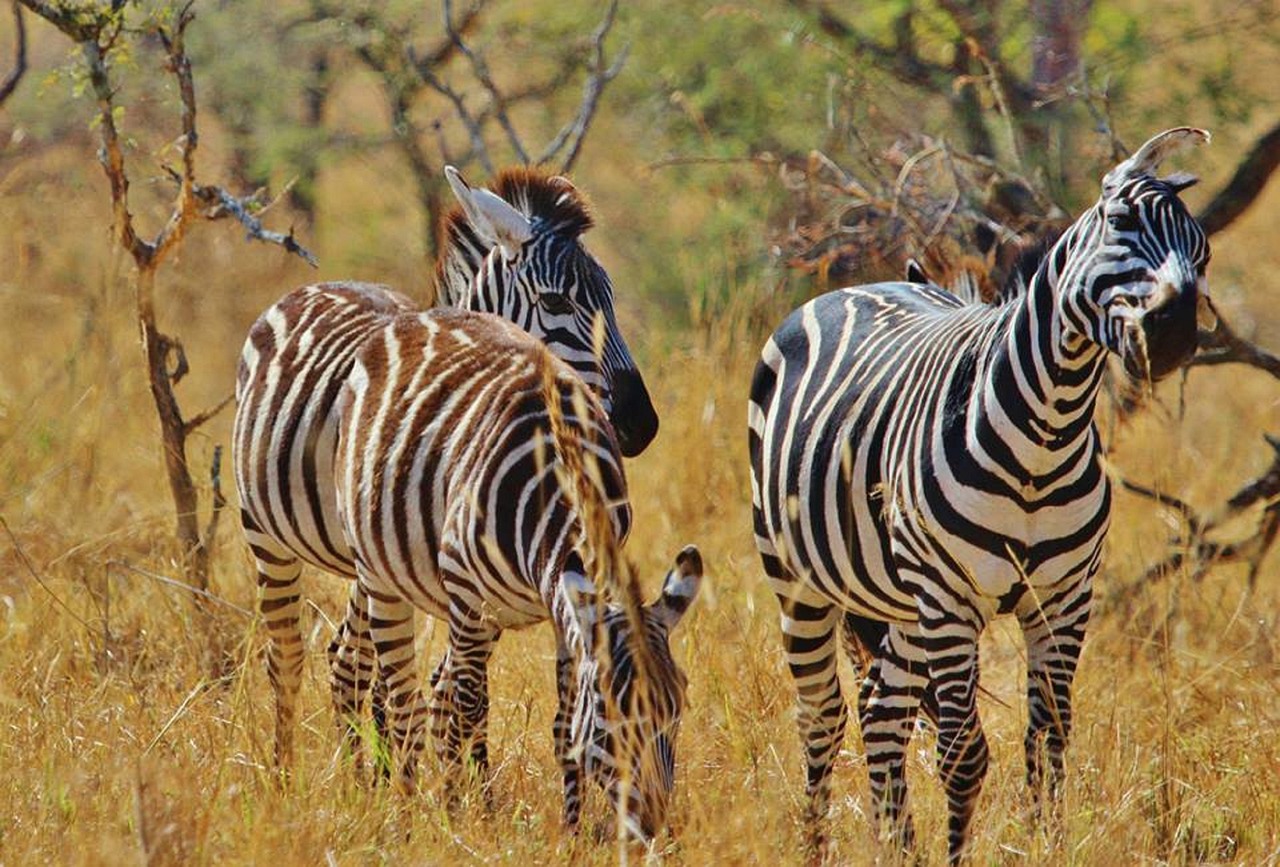 Affordable 4 Days Tanzania Safari from Arusha