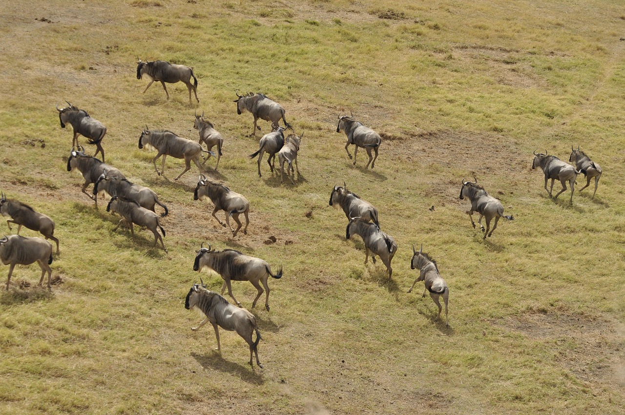 How Often Can I See the Great Migration in One Trip?