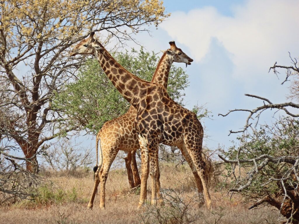 3 Days Tanzania Safari to Tarangire, Ngorongoro, and Lake Manyara