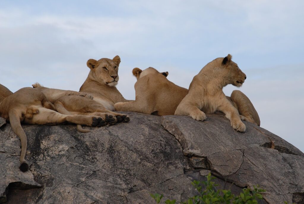 What Wildlife Can I Expect to See? – Tanzania Safari Wildlife Guide