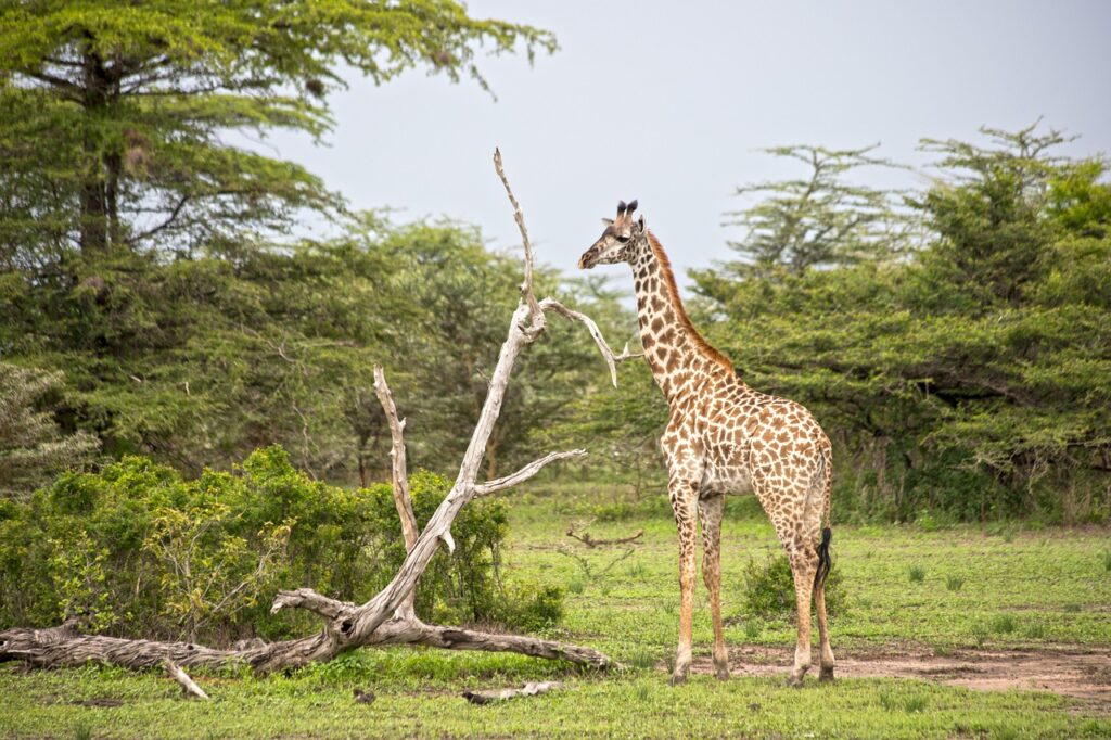 1 Day Arusha National Park Safari – Perfect Short Wildlife Adventure from Arusha or Moshi