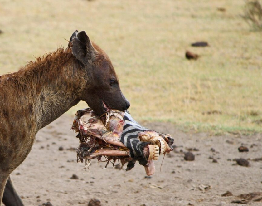 Are Safari Operators Eco-Friendly? Everything You Need to Know