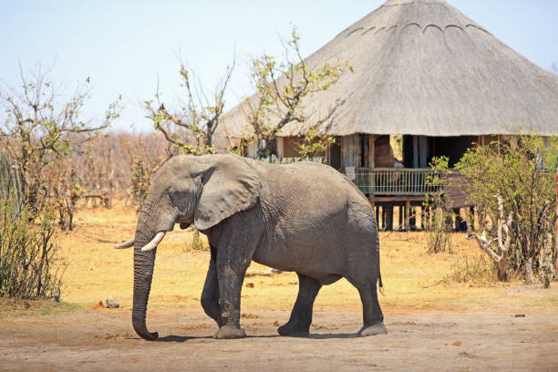 4 Days Luxury Northern Circuit Safari – Ultimate Serengeti & Ngorongoro