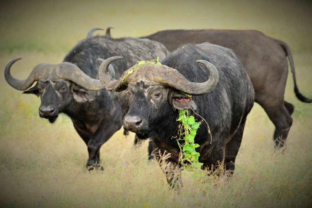 Can I Visit Multiple Parks in One Safari? – Complete Tanzania Guide