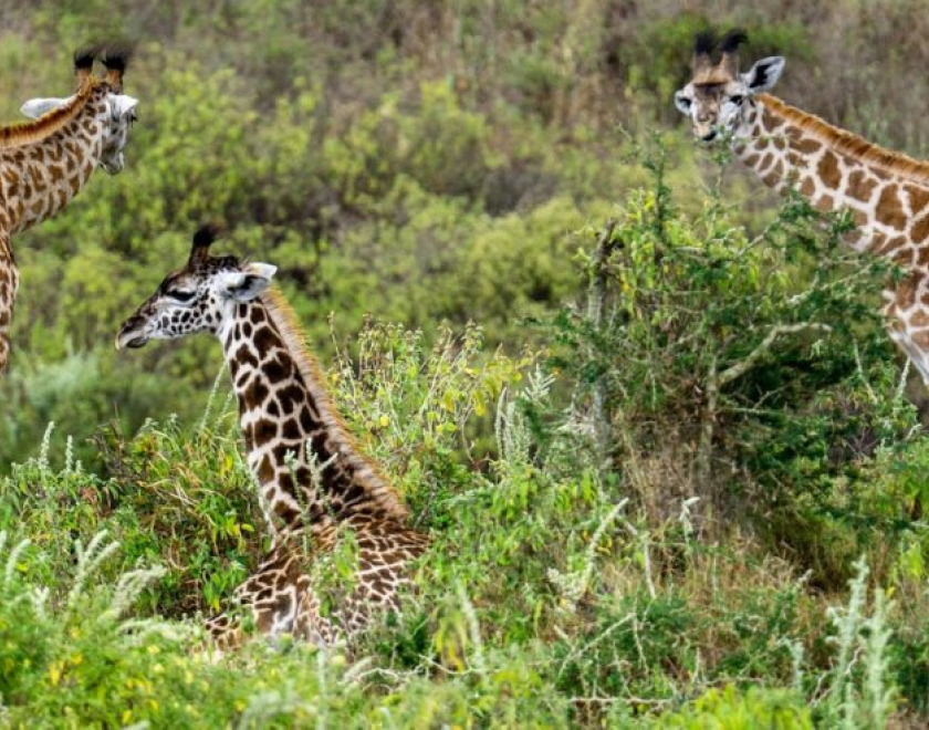 Can I Combine a Safari with Other Activities? The Ultimate Guide