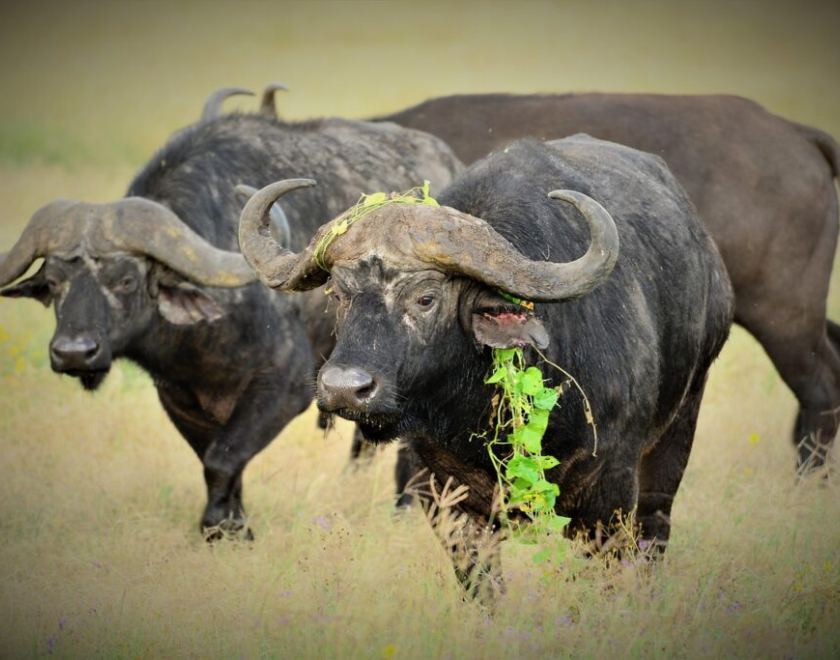 How Early Should I Book a Safari in Peak Season?