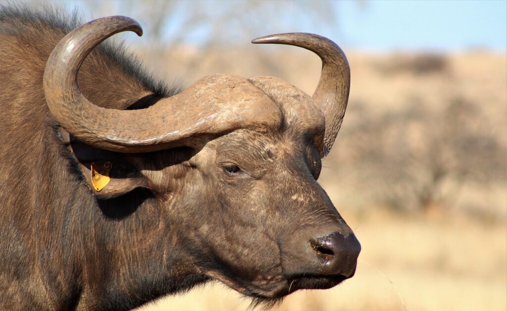 Do Flights Between Parks Require Extra Fees? – Complete Tanzania Guide