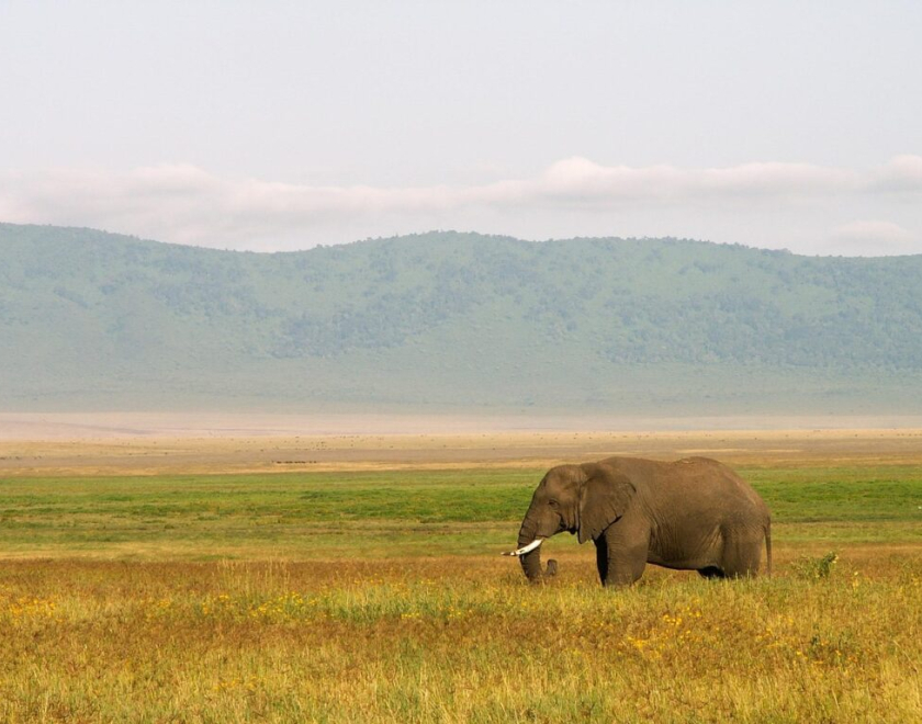 Do All Tanzanian Parks Require Guides? – Complete Guide