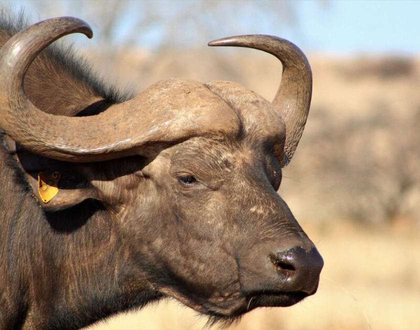 Do Flights Between Parks Require Extra Fees? – Complete Tanzania Guide