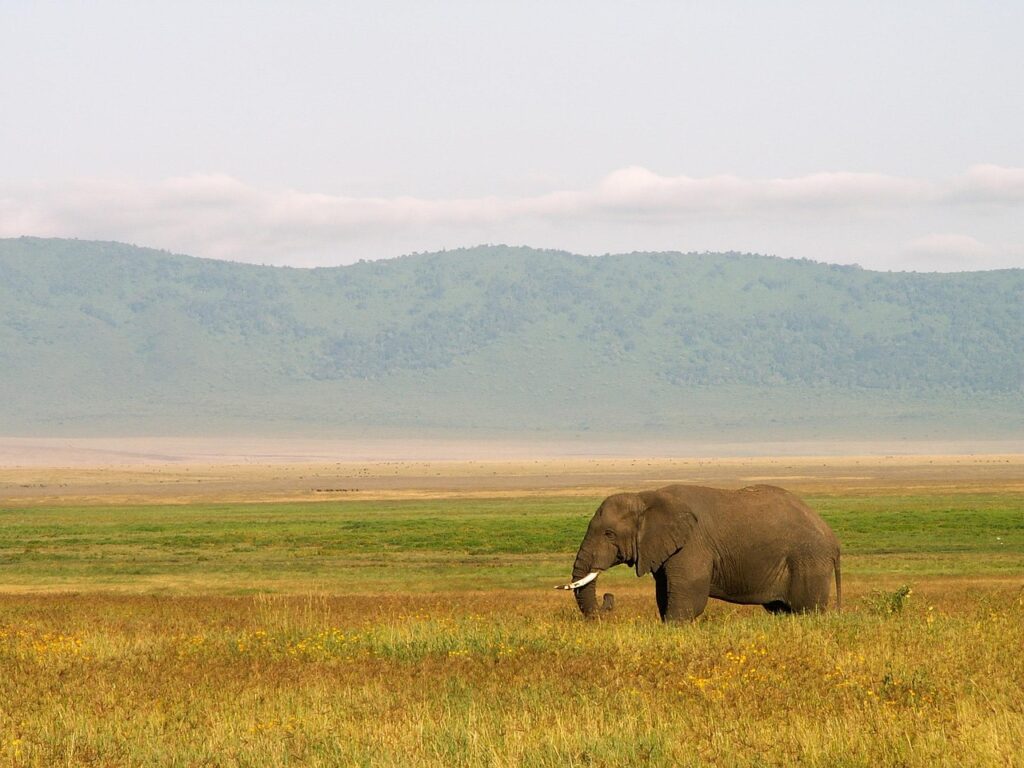 Can I Walk Near Wildlife in Tanzania? – Complete Guide