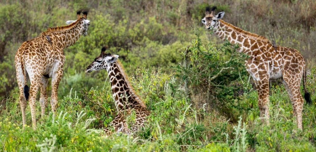 Can I Combine a Safari with Other Activities? The Ultimate Guide to Multi-Experience African Travel
