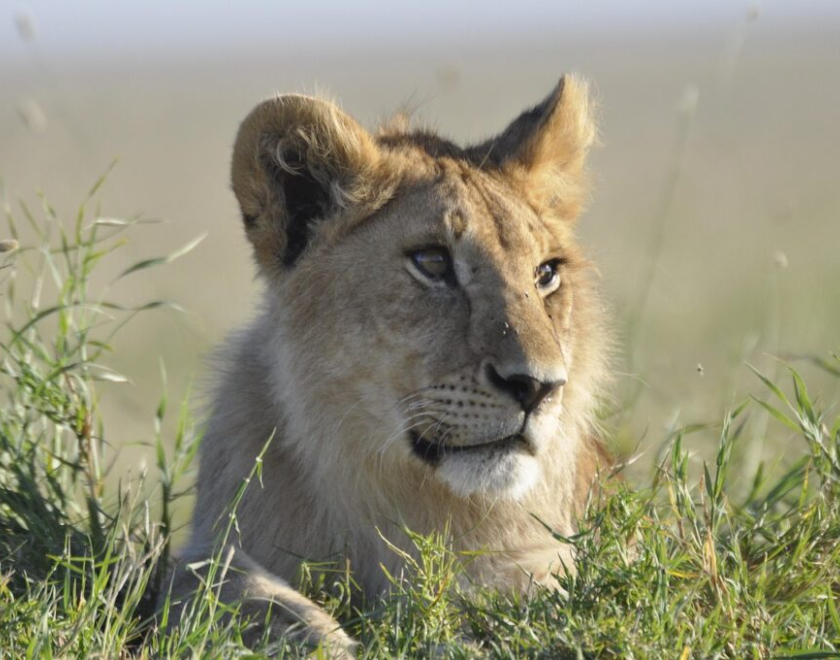 Is Travel Insurance Necessary? A Complete Guide for Safari