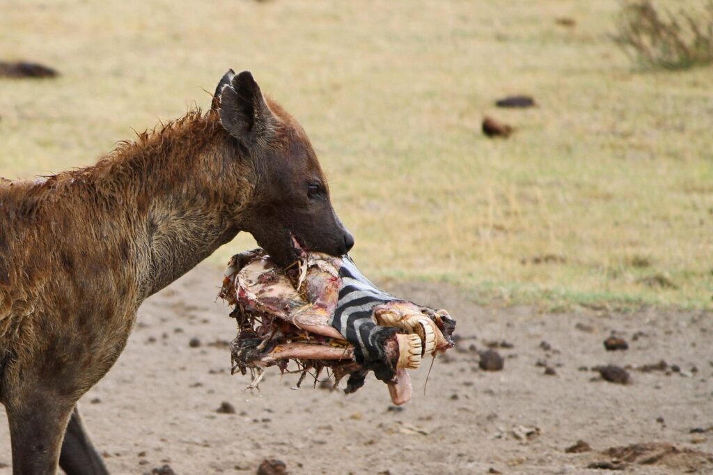 Are Lesser-Known Parks Worth Visiting? A Complete Guide for Safari and Nature Lovers