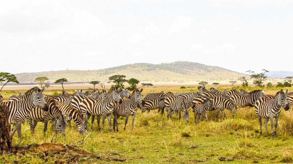 Included in a Safari