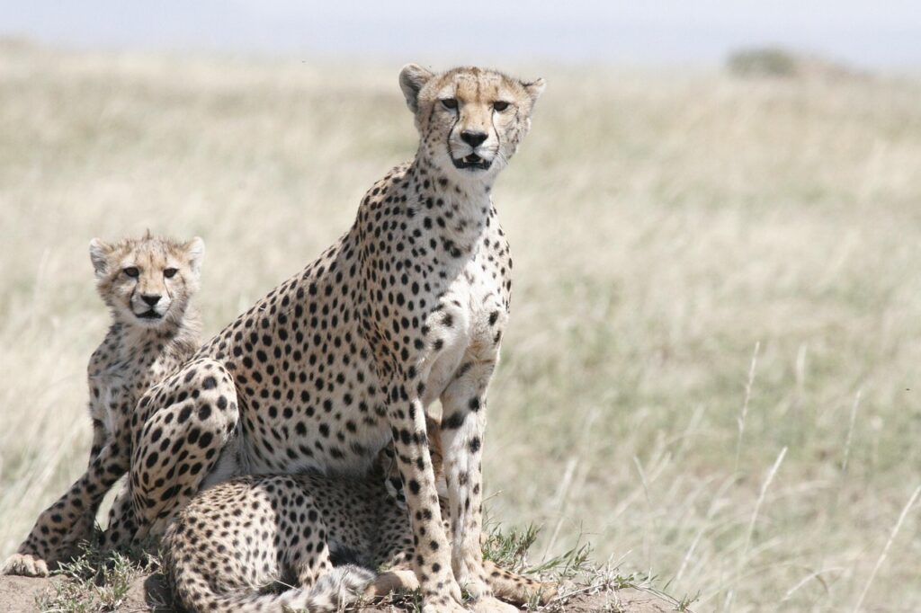 How Long Should a Safari Last? Planning the Perfect African Wildlife Experience