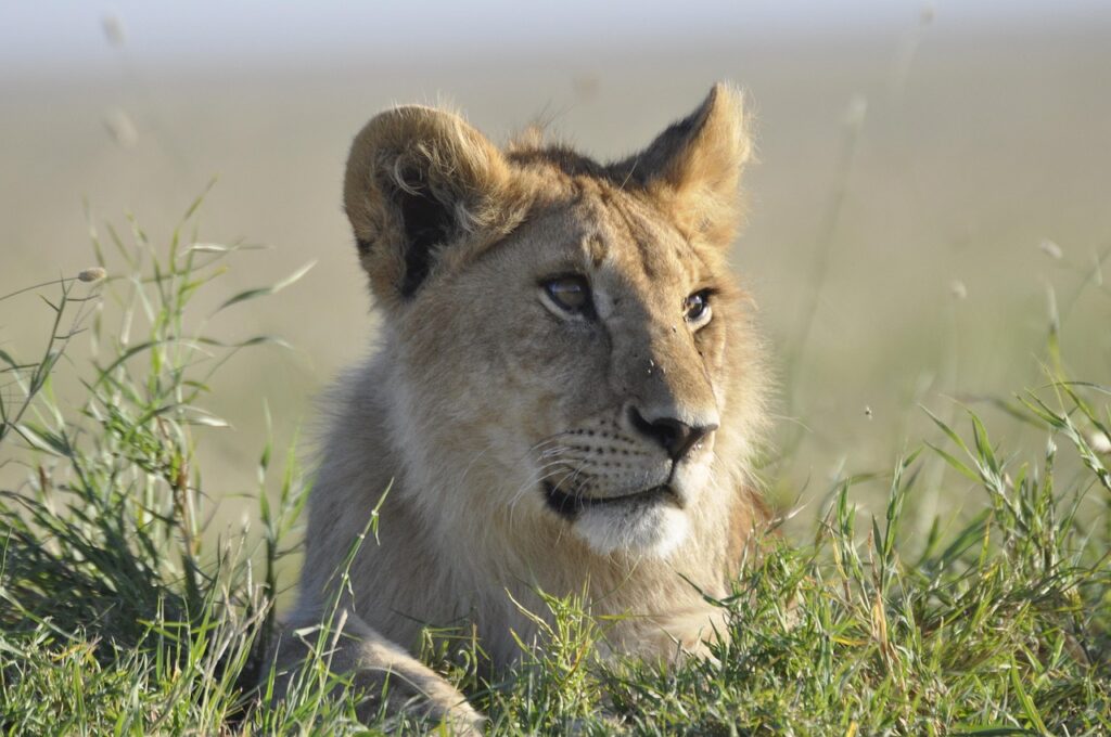 Is Tipping Expected? A Complete Guide for Safari Travelers