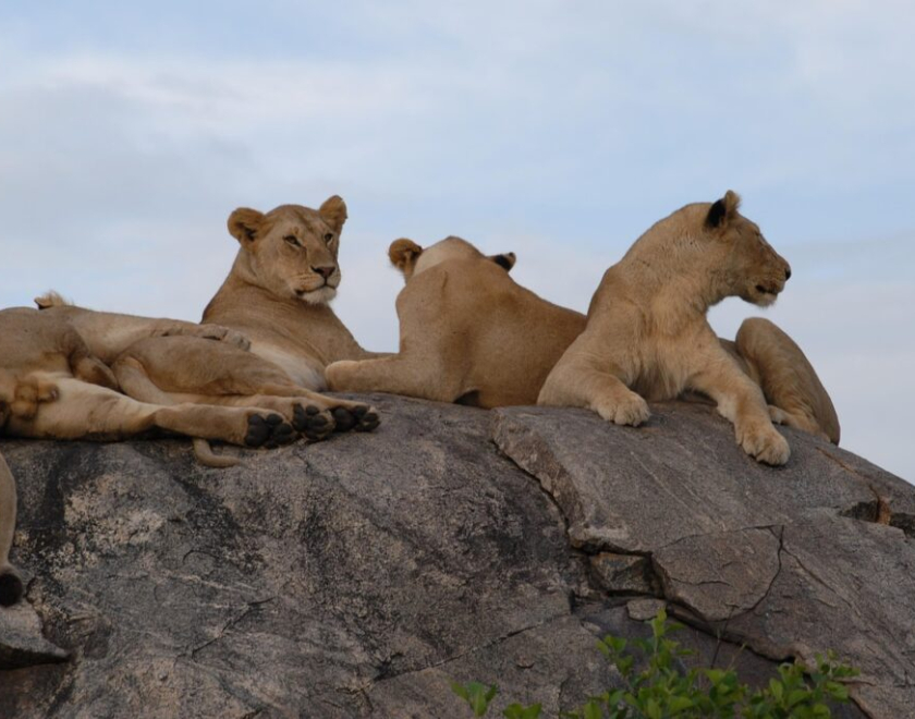 What Wildlife Can I Expect to See? – Tanzania Safari Wildlife Guide