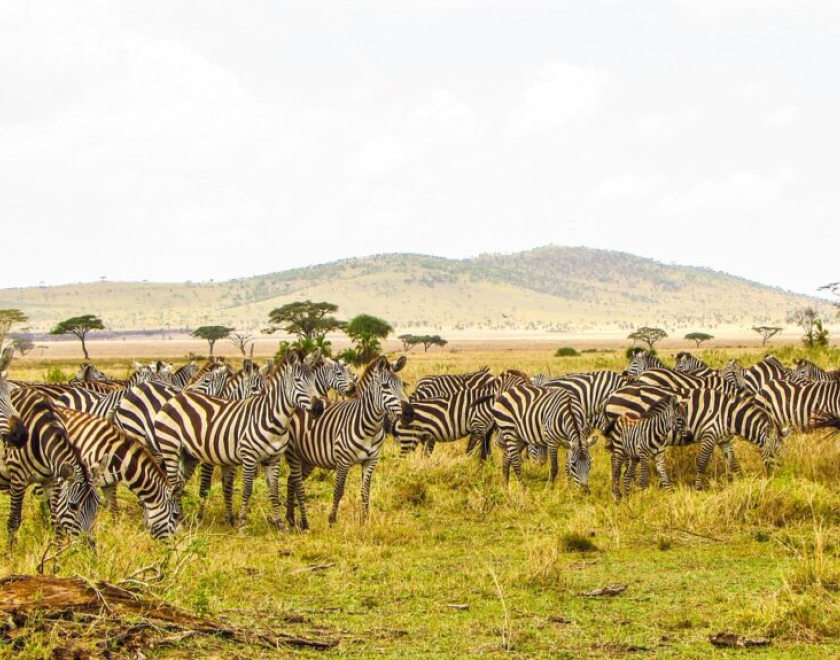What’s Generally Included in a Safari Package?