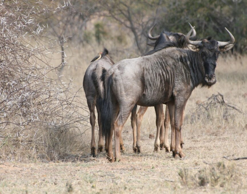 What’s the Difference Between Private and Group Safaris?
