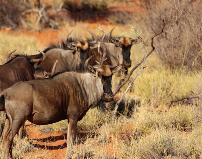 When and Where Can I See the Great Migration? — Complete Tanzania Safari Guide