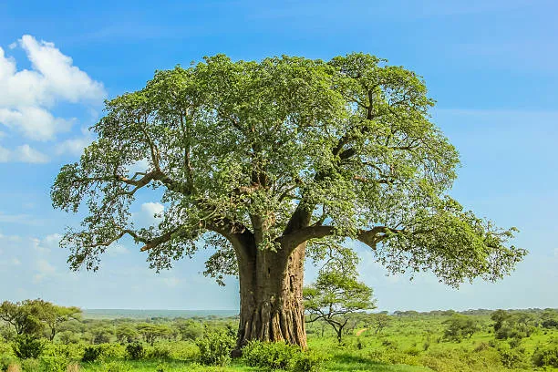 baobab Tree. Adansonia-digitata-in-Tarangire-National-Park.webp