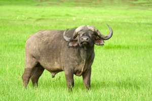 Buffalo in Ngorongoro crater