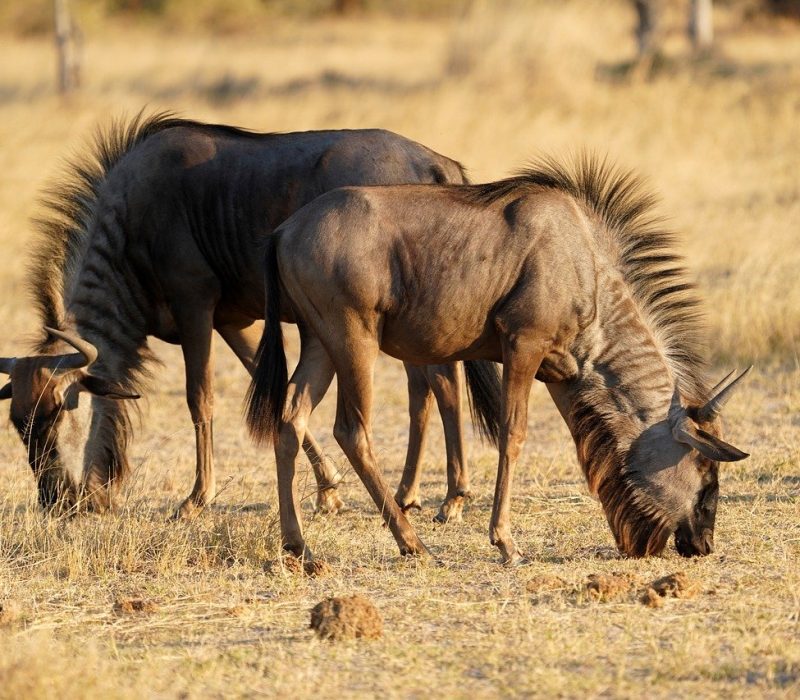 Serengeti Migration Safari (5) 7 Days Serengeti Migration Safari Package