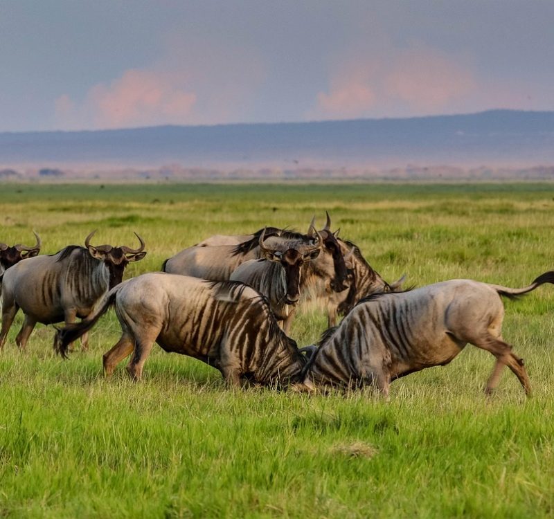 africa-Great 7-Day Serengeti Migration Safari Great 7-Day Serengeti Migration Safari