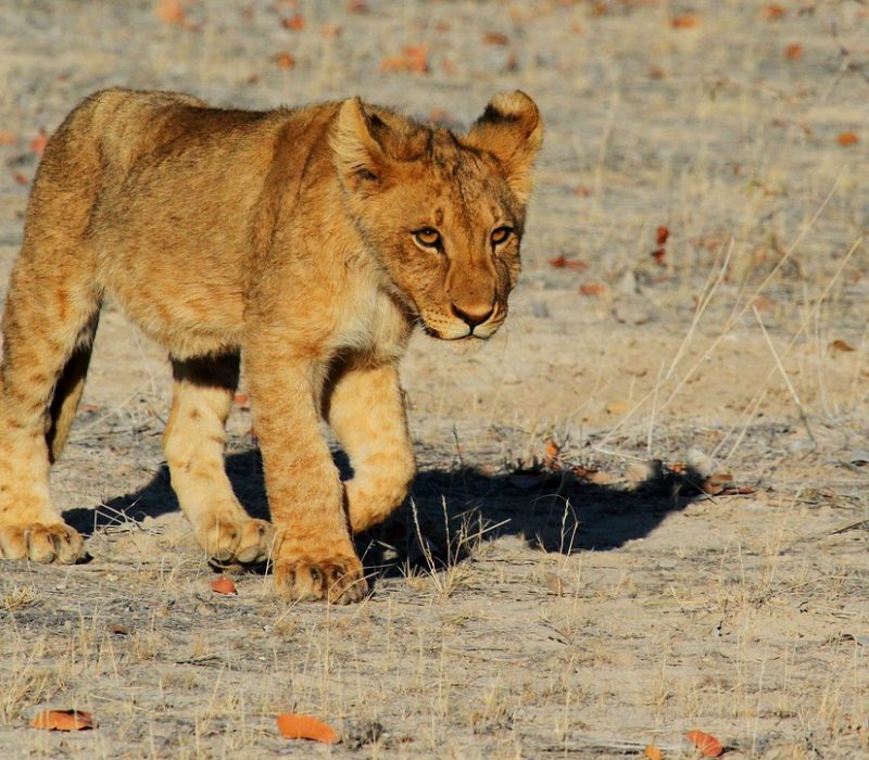 Tanzania 6 Days safari Tanzania 6 Days safari, Tanzania Safari Costs: A Budgeting Guide