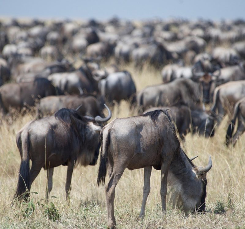 wildebeest-5-Day Serengeti Migration Safari 5-Day Serengeti Migration Safari