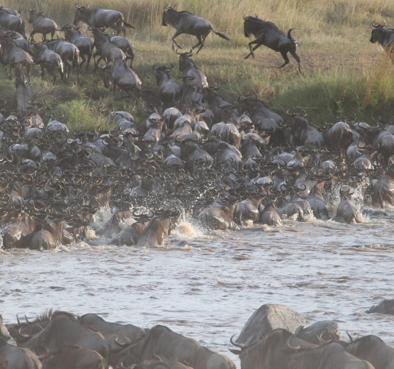wildebeest-migration-Great 6-Day Serengeti Migration Safari Great 6-Day Serengeti Migration Safari
